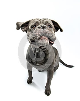 Cane corso funny jumps up with pouting lips. Moloss caught a yummy, top view. Pet portrait in motion, isolated on white