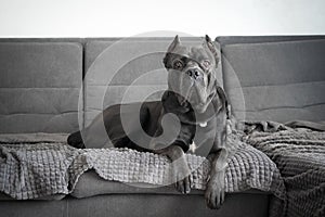 Cane corso grey color portrait at soft plush plaid lying on sofa