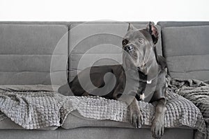 Cane corso grey color portrait at soft plush plaid lying on sofa