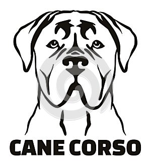 Cane Corso head black and white name photo