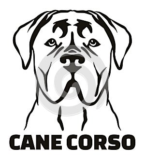 Cane Corso head black and white name