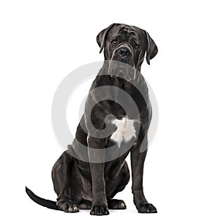 Cane Corso isolated on white