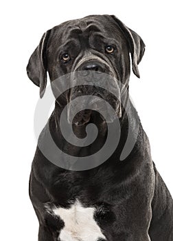 Cane Corso isolated on white