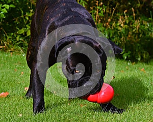 Cane Corso Italian Mastiff black brindled