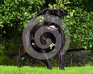 Cane Corso Italian Mastiff black brindled