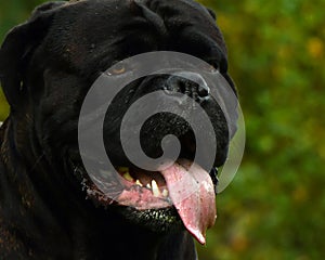 Cane Corso Italian Mastiff black brindled