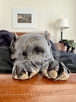 Cane corso italian mastiff paws with claws on leather sofa .