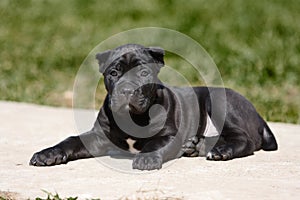 Cane Corso Italiano