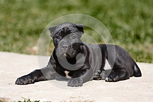 Cane Corso Italiano photo