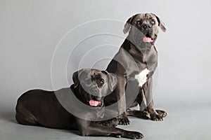 Cane Corso Italiano Couple photo