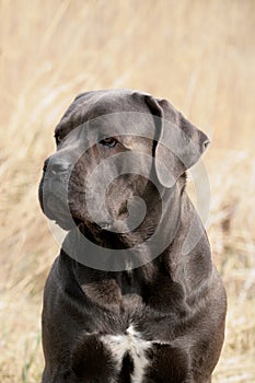 Cane Corso Italiano Portrait