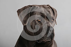 Cane Corso Italiano Portrait