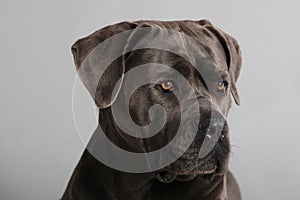 Cane Corso Italiano Portrait photo