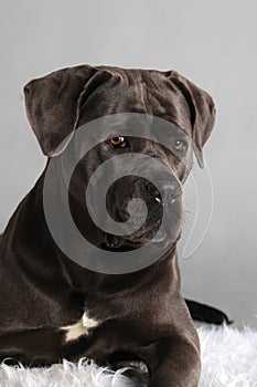 Cane Corso Italiano Portrait photo