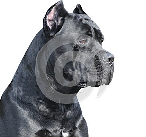 Cane corso Italiano photo