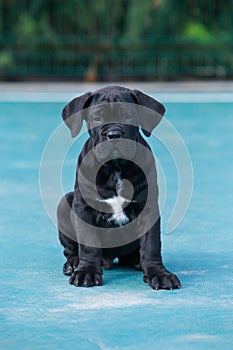 cane corso italiano puppy