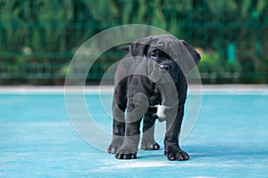 cane corso italiano puppy