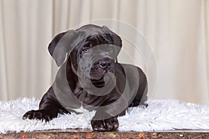 cane corso italiano puppy