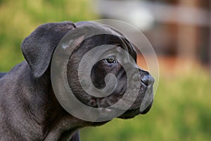 cane corso italiano puppy