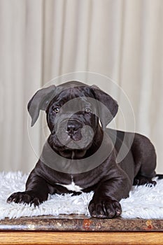 cane corso italiano puppy