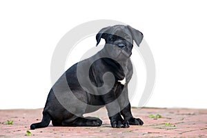 cane corso italiano puppy