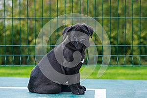 cane corso italiano puppy