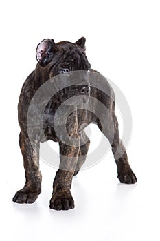 Cane Corso Italiano puppy photo