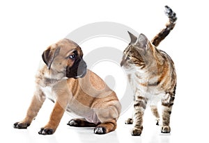 Cane Corso Italiano puppy and kitten breeds Bengal cat
