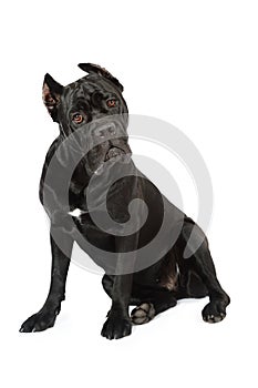 Cane Corso looking at the camera