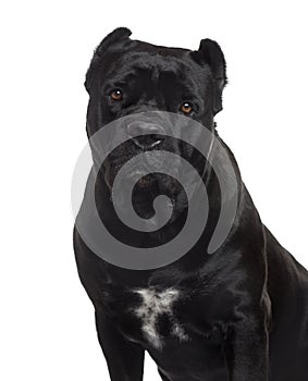 Cane Corso looking at the camera, isolated on white