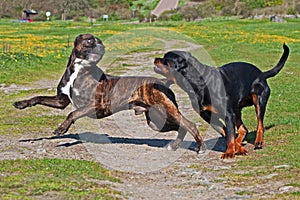 Cane corso male and Rottweiler female play