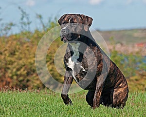 Cane corso male sitting vigilantly