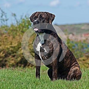 Cane Corso male sitting vigilantly photo