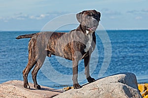 Cane corso male stands stately on a rocks