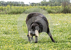 Cane corso and obedience