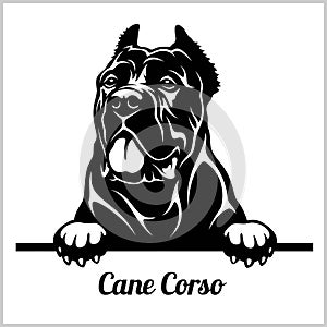 Cane Corso - Peeking Dogs - breed face head isolated on white photo