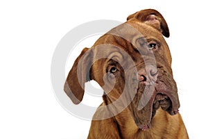 Cane corso portrait in white photo studio