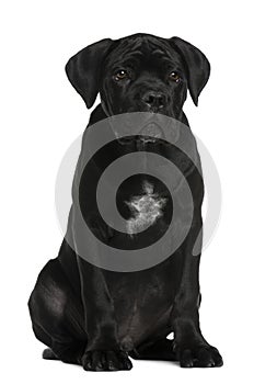 Cane corso puppy, 3 months old, sitting