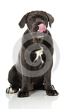 Cane Corso puppy