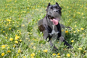 Cane corso puppy is lying in a green grass and looking at the camera. Cane corso italiano or italian mastiff.