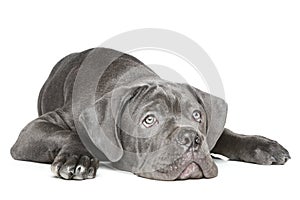 Cane Corso puppy lying on a white background
