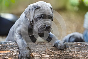 Cane corso puppy, one month old, discovering in the garden