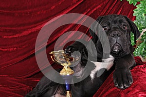 Cane corso puppy portrait with winning gold cup