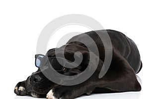 Cane corso puppy with sunglasses holding head down and looking up