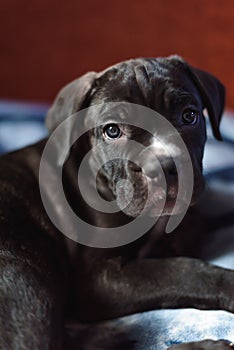 Cane Corso puppy, very smart dog