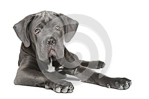 Cane Corso puppy on a white background photo