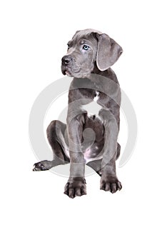 Cane corso puppy on a white background