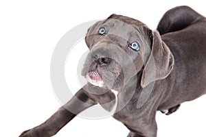 Cane corso puppy on a white background