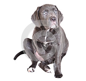 Cane corso puppy on a white background