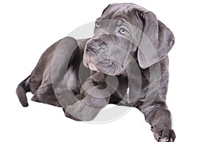 Cane corso puppy on a white background